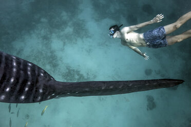 Mann schwimmt neben einem Walhai (Rhincodon typus) im tiefen Wasser vor der Insel Malapascua, Cebu, Philippinen - CUF19276