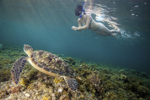 Young woman swimming with rare green sea turtle (Chelonia Mydas), Moalboal, Cebu, Philippines stock photo