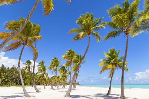 Palmen und blauer Himmel am Strand, Dominikanische Republik, Karibik - CUF19732