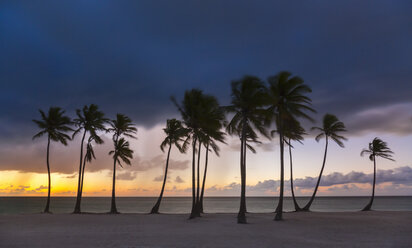 Row of silhouetted palm trees at sunset, Dominican Republic, The Caribbean - CUF19745