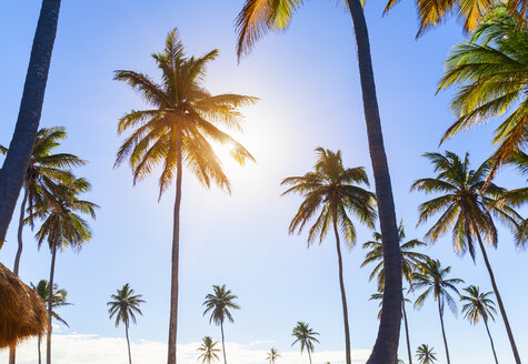 Sonnenbeschienene Palmen an der Küste, Dominikanische Republik, Karibik - CUF19749