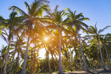 Sunlit forest of palm trees on beach, Dominican Republic, The Caribbean - CUF19750