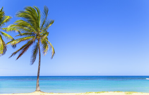 Palme am Strand, Dominikanische Republik, Karibik, lizenzfreies Stockfoto