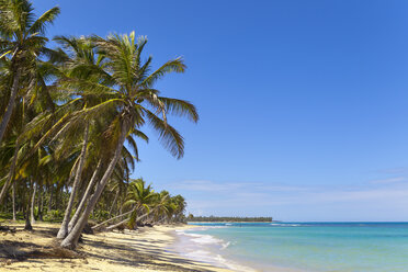 Palm trees on beach, Dominican Republic, The Caribbean - CUF19758