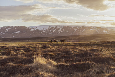 Iceland, Icelandic horses in the evening - AFVF00581