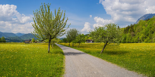 Germany, Bavaria, Allgaeu, Oberallgaeu, Loretto meadow near Oberstdorf in spring - WGF01194