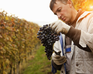 Arbeiter beim Beschneiden roter Trauben von Nebbiolo, Barolo, Langhe, Cuneo, Piemont, Italien - CUF20081