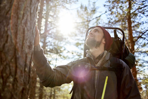 Hiker looking up tree, Keimiotunturi, Lapland, Finland - CUF20082