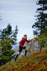 Trailrunner, der mit Trekkingstöcken einen steilen Berg hinaufläuft, Kesankitunturi, Lappland, Finnland - CUF20121