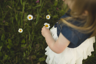 Over shoulder view of girl picking daisy flowers - CUF20149