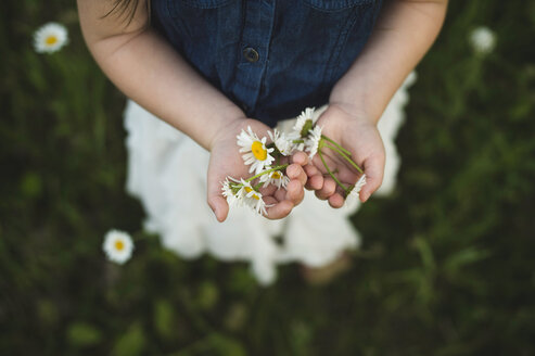 Overhead view of girl's hands holding daisy flowers - CUF20151