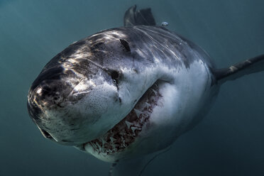 Weißer Hai (Carcharodon Carcharias) schwimmt direkt auf die Kamera zu, Gansbaai, Südafrika - CUF20181