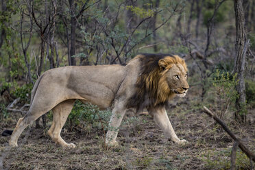 Wilder männlicher afrikanischer Löwe auf der Pirsch nach seiner Beute, Hluhluwe-Imfolozi Park, Südafrika - CUF20182