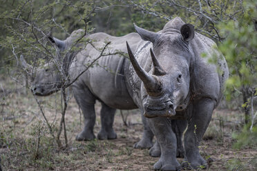 Vom Aussterben bedrohtes Breitmaulnashorn und Kalb, Hluhluwe-Imfolozi Park, Südafrika - CUF20183