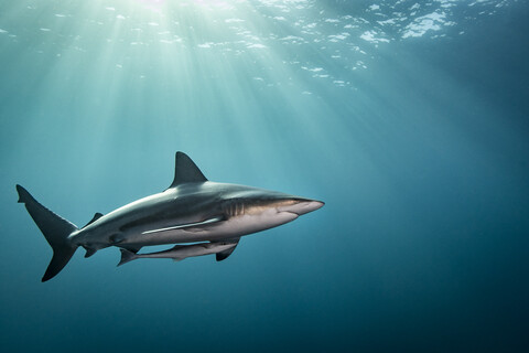 Ozeanischer Schwarzspitzen-Hochseehai (Carcharhinus Limbatus) schwimmt nahe der Meeresoberfläche, Aliwal Shoal, Südafrika, lizenzfreies Stockfoto