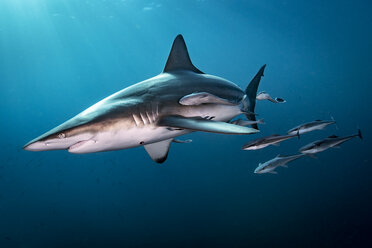 Oceanic Blacktip Shark (Carcharhinus Limbatus) swimming near surface of ocean, Aliwal Shoal, South Africa - CUF20185