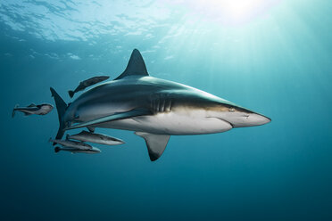 Ozeanischer Schwarzspitzen-Hochseehai (Carcharhinus Limbatus) schwimmt nahe der Meeresoberfläche, Aliwal Shoal, Südafrika - CUF20186