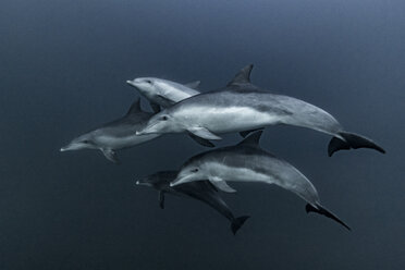 Pod of Common Dolphins hunting, Port St. Johns, South Africa - CUF20188