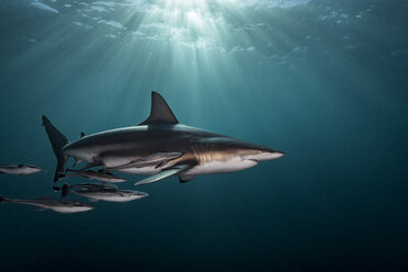 Ozeanischer Schwarzspitzen-Hochseehai (Carcharhinus Limbatus) schwimmt nahe der Meeresoberfläche, Aliwal Shoal, Südafrika - CUF20189