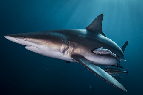 Ozeanischer Schwarzspitzen-Hochseehai (Carcharhinus Limbatus) schwimmt nahe der Meeresoberfläche, Aliwal Shoal, Südafrika, lizenzfreies Stockfoto