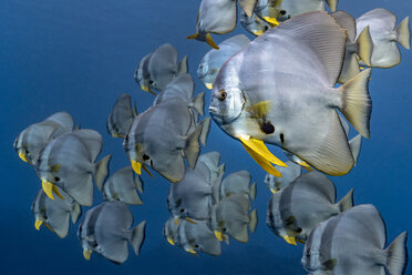 Schule von Langflossen-Fledermausfischen (Platax Teira), Aliwal Shoal, Südafrika - CUF20205