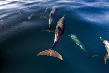 Ein Schwarm von Pantropischen Delfinen, der nach Luft schnappt, Port St. Johns, Südafrika - CUF20207