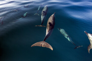 Pod of Pantropical Dolphins breaching for air, Port St. Johns, South Africa - CUF20207