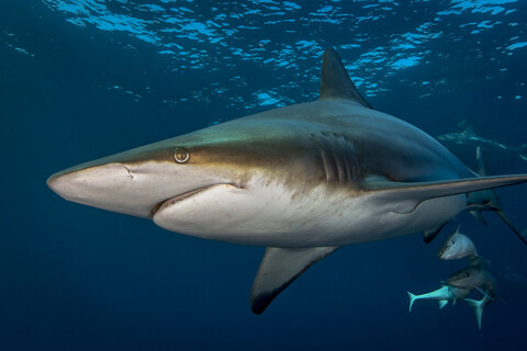 Ozeanischer Schwarzspitzenhai (Carcharhinus Limbatus) beim Umkreisen seiner Beute, Aliwal Shoal, Südafrika, lizenzfreies Stockfoto