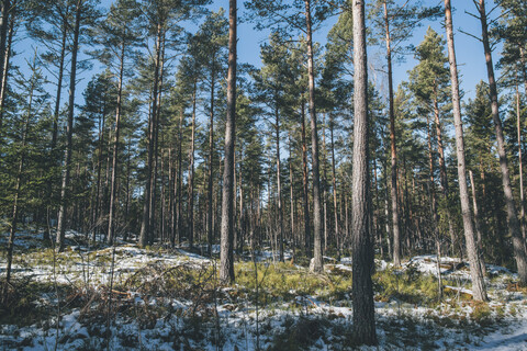 Schweden, Sodermanland, abgelegene Waldlandschaft im Winter, lizenzfreies Stockfoto