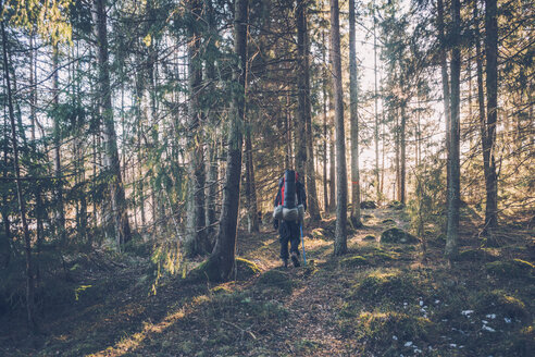 Schweden, Sodermanland, Rucksacktourist wandernd in abgelegenem Wald im Gegenlicht - GUSF00920