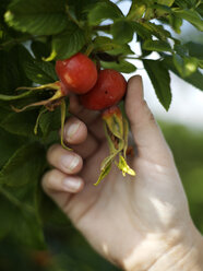 Woman's hand picking rosehips from garden bush - CUF20277