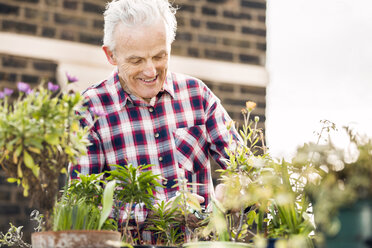 Älterer Mann pflegt Topfpflanzen auf einem städtischen Dachgarten - CUF20283