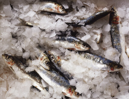 Fresh sardines in ice, close-up - CUF20373