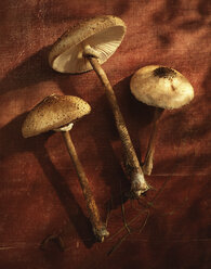 Overhead view of lepiota mushrooms, grass, outside in natural sunlight - CUF20387