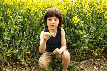 Junge hockt und betrachtet eine gelbe Blume auf einem Feld - CUF20459