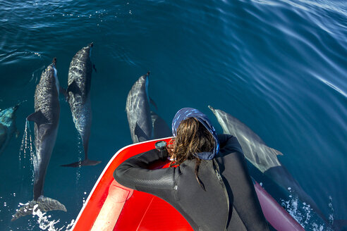 Taucher beobachtet eine Gruppe von Pantropischen Delfinen, die nach Luft schnappen, Port St. Johns, Südafrika - CUF21108