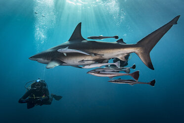 Großer Ozeanischer Schwarzspitzenhai (Carcharhinus Limbatus) umkreist Taucher, Aliwal Shoal, Südafrika - CUF21109