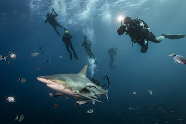 Begegnung von Tauchern mit einem großen Ozeanischen Schwarzspitzenhai (Carcharhinus Limbatus), Aliwal Shoal, Südafrika - CUF21110