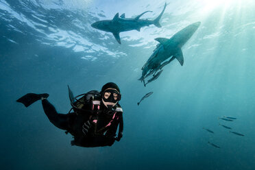 Taucher umgeben von Ozeanischen Schwarzspitzenhaien (Carcharhinus Limbatus) nahe der Meeresoberfläche, Aliwal Shoal, Südafrika - CUF21112