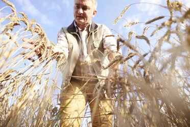 Farmer in wheat field quality checking wheat - CUF21172