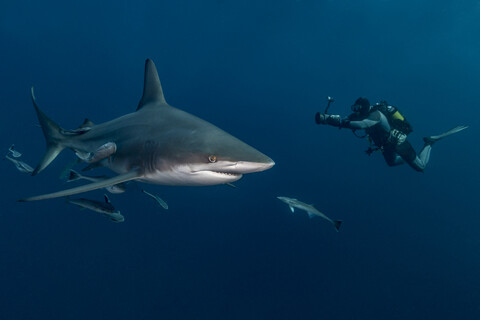 Taucher beim Filmen eines Schwarzspitzen-Hochseehais (Carcharhinus Limbatus), Aliwal Shoal, Südafrika, lizenzfreies Stockfoto