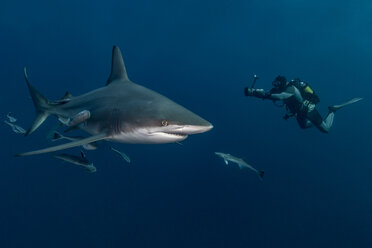 Taucher beim Filmen eines Schwarzspitzen-Hochseehais (Carcharhinus Limbatus), Aliwal Shoal, Südafrika - CUF21200