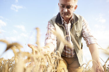 Farmer in wheat field quality checking wheat - CUF21215