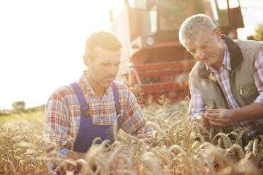 Landwirte auf einem Weizenfeld bei der Qualitätskontrolle von Weizen - CUF21216