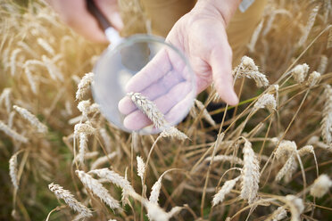 Ausschnitt eines Landwirts, der durch ein Vergrößerungsglas auf eine Weizenähre blickt - CUF21220