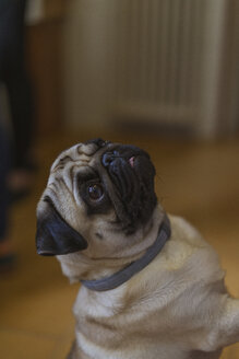Portrait of begging pug - AFVF00608
