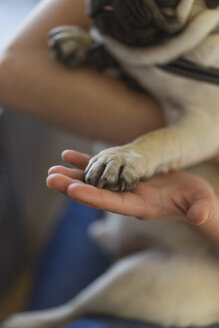 Paw of pug on woman's hand, close-up - AFVF00609