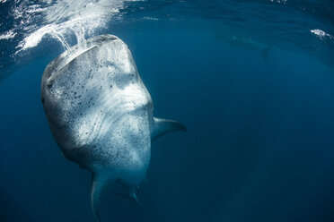 Walhai (Rhincodon Typus) bei der vertikalen Nahrungsaufnahme im Wasser, Insel Contoy, Mexiko - ISF07510