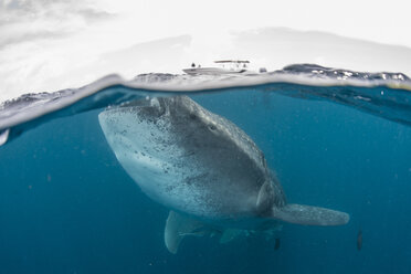 Whale shark (Rhincodon Typus) swimming near surface of water, Contoy Island, Mexico - ISF07511