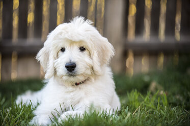 Portrait eines English Goldendoodle Welpen - ISF07574